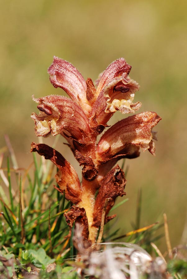 Orobanche sp.